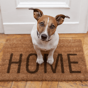 pets-condos-know-rules-before-you-buy-puppy.png